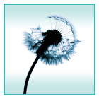 passeport.gif (7.40 Kb)